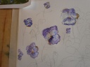Hornveilchen Farbton lila